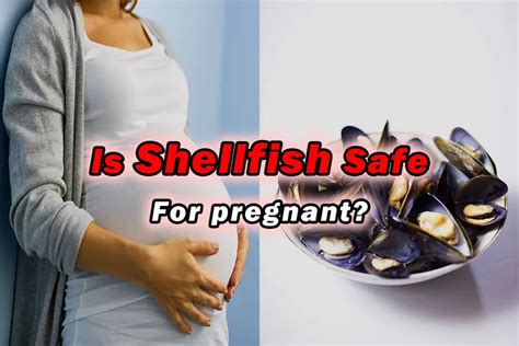 shellfish pregnancy.